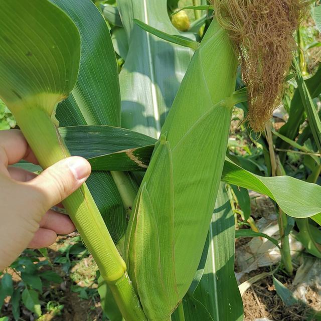 内乡县夏馆中心小学:微课进家门宅家趣味学|BJL平台集团(图3) BJL平台集团